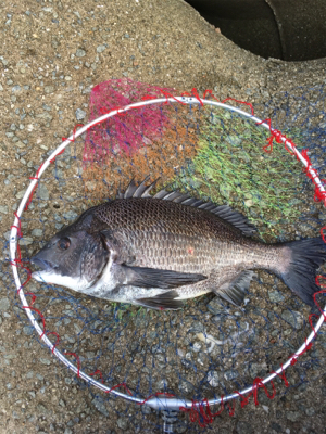 バイトラッシュ！