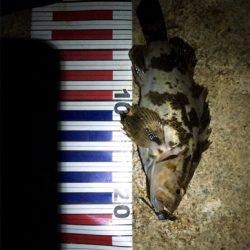 ライトゲーム！