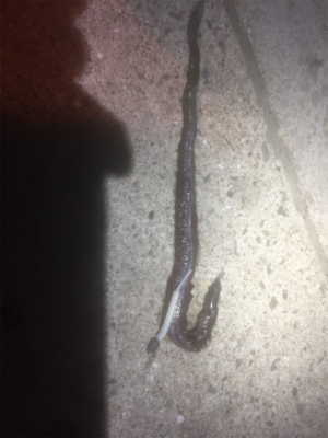 サイトバッチング