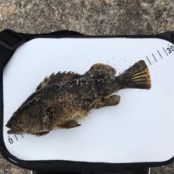 朝まづめメバリング