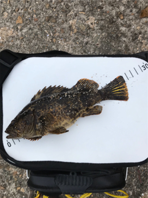 朝まづめメバリング