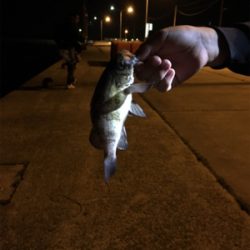 アジが出るかメバルが出るか？