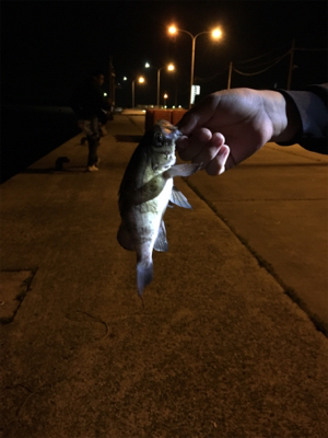 アジが出るかメバルが出るか？