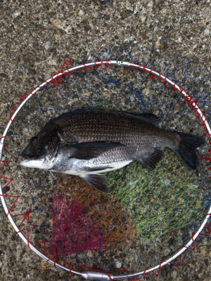 活性の高い日！