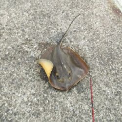 ジグでアカエイ7,8,9,10,11,12,13