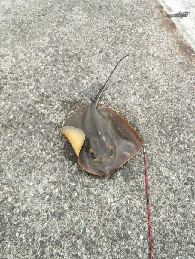 ジグでアカエイ7,8,9,10,11,12,13