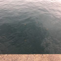 タカベ？なんか美味しい魚らしい(^^)