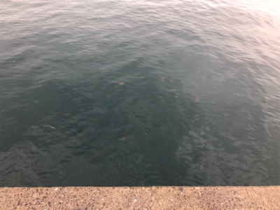 タカベ？なんか美味しい魚らしい(^^)