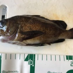 福井地磯フカセ夜釣り