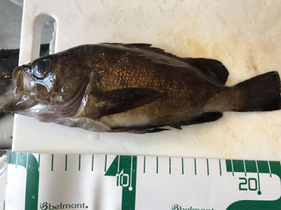 福井地磯フカセ夜釣り