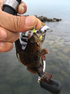 チビガシラ祭り