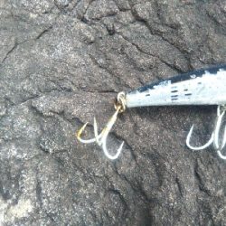 地磯でヒラスズキ