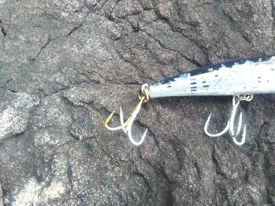 地磯でヒラスズキ