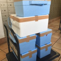 宜野湾でアオリイカ