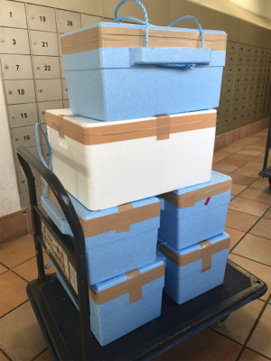 宜野湾でアオリイカ