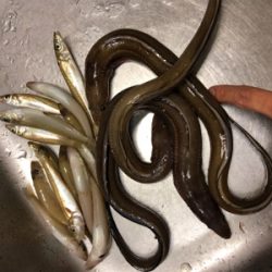 大ギス釣れやん