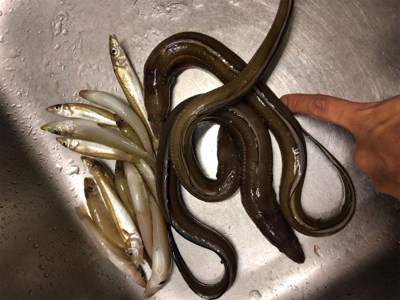 大ギス釣れやん