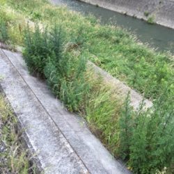 落ちパクでゲット