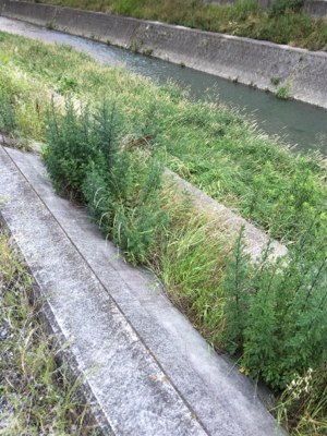 落ちパクでゲット