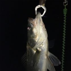 巨ボラのせいで玉網が折れた(･_･;