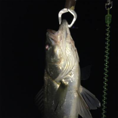 巨ボラのせいで玉網が折れた(･_･;