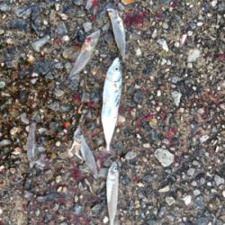 ショアジギング