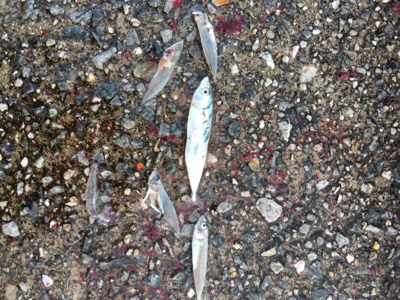 ショアジギング