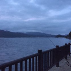 ヒラメ釣れました