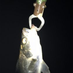 バチパターンでチーバス