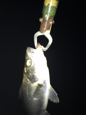 バチパターンでチーバス