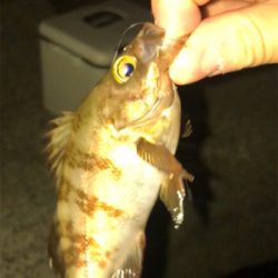 メバル活性高し