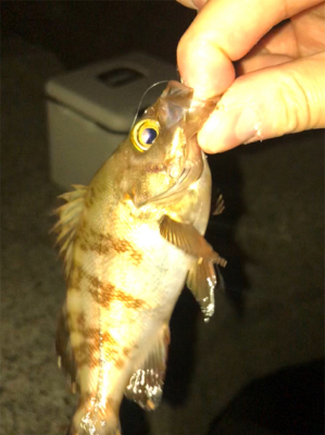 メバル活性高し