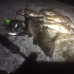 メバちゃん夏バテ？