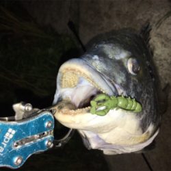 淀川ブリームゲーム ブラックビックモンスター