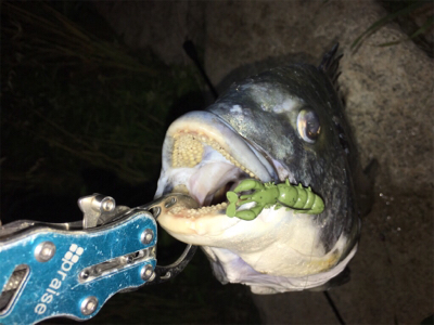 淀川ブリームゲーム ブラックビックモンスター