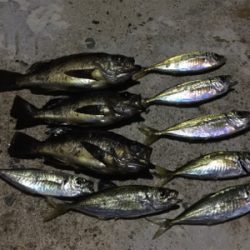 ナイトアジ&メバル