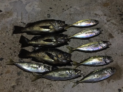 ナイトアジ&メバル