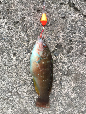 根魚と遊ぶ