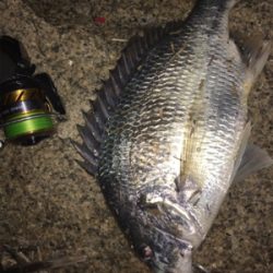 キビレ・真チヌ・チーバス・ボラ