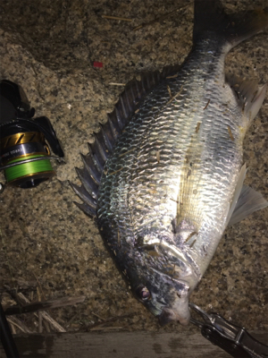 キビレ・真チヌ・チーバス・ボラ