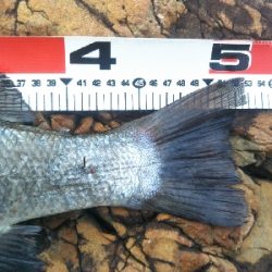 地磯でヒラスズキ