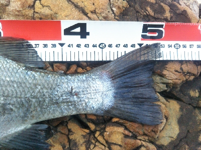 地磯でヒラスズキ