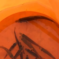 ファミリーフィッシング