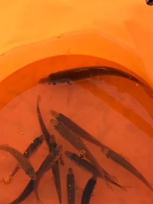 ファミリーフィッシング