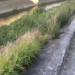 サイトフィッシング  ナマズゲーム