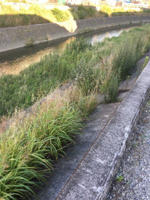 サイトフィッシング  ナマズゲーム