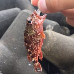 大シケの時の救いの神=豆アジが大量でした