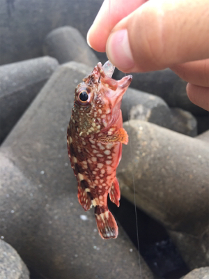 大シケの時の救いの神=豆アジが大量でした