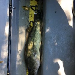 子どもに優しい桜池