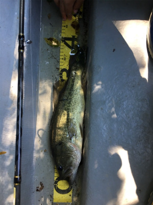 子どもに優しい桜池